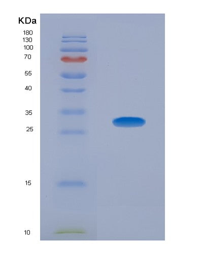 Mouse Bcl2l1 (Bcl-2-Like Protein 1) - Recombinant Protein