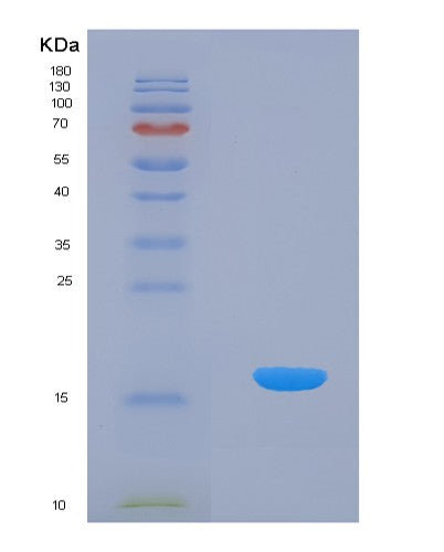 Human Heat Shock 10kDa 1 (HSP10) - Recombinant Protein