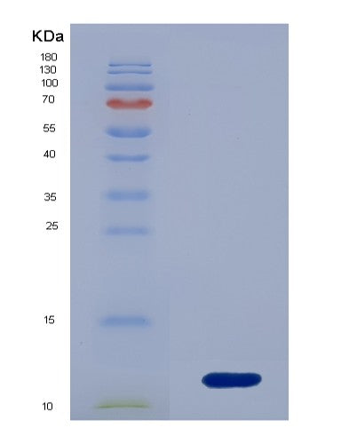 Mouse Cxcl3 (C-X-C Motif Chemokine 3) - Recombinant Protein