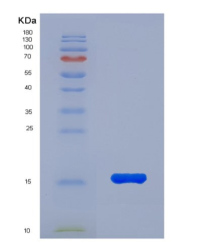 Mouse Gdf15 (Growth/Differentiation Factor 15) - Recombinant Protein