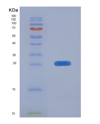 Human FAM3C (Protein Fam3C) - Recombinant Protein