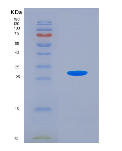 Human RND1 (Rho-Related Gtp-Binding Protein Rho6) - Recombinant Protein