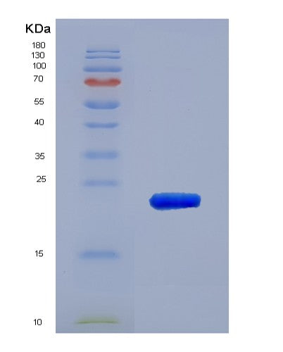 Human BCL2L2 (Bcl-2-Like Protein 2) - Recombinant Protein