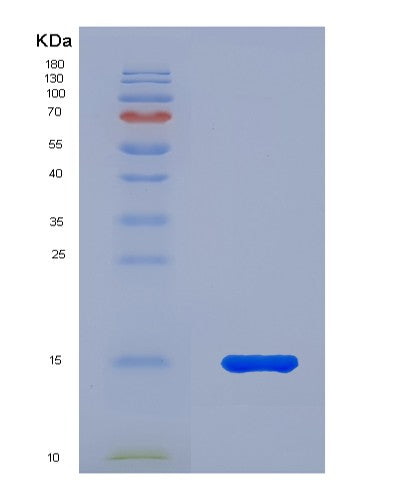 Mouse Lgals2 (Galectin-2) - Recombinant Protein