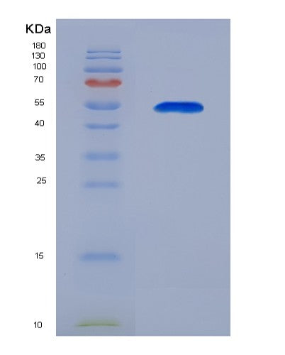 Human BPIFA1 (Bpi Fold-Containing Family A Member 1) - Recombinant Protein