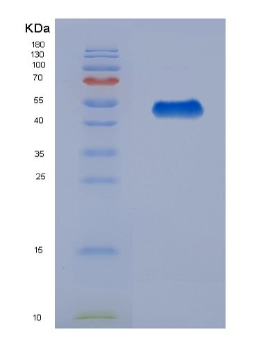 Human HSPBP1 (Hsp70-Binding Protein 1) - Recombinant Protein