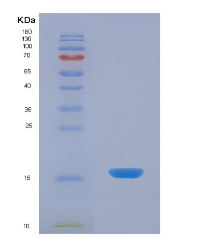 Human VAPA (Vesicle-Associated Membrane Protein-Associated Protein A) - Recombinant Protein