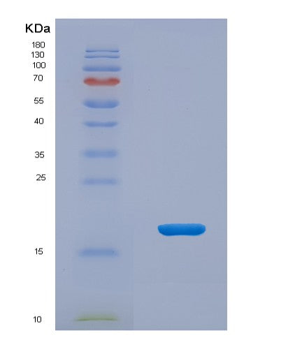 Human POLR1H (Dna-Directed Rna Polymerase I Subunit Rpa12) - Recombinant Protein