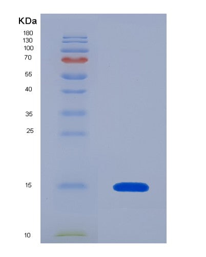Human PIN4 (Peptidyl-Prolyl Cis-Trans Isomerase Nima-Interacting 4) - Recombinant Protein