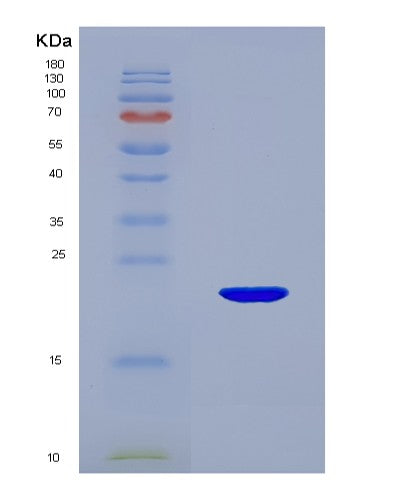 Mouse Il22 (Interleukin-22) - Recombinant Protein