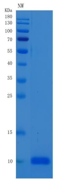 Human EGF (Pro-Epidermal Growth Factor) - Recombinant Protein