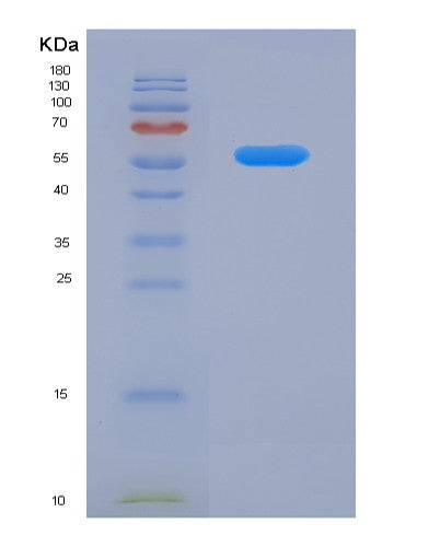 Mouse Interleukin-12/IL-12 - Recombinant Protein